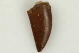 Raptor Tooth - Real Dinosaur Tooth #203379-1